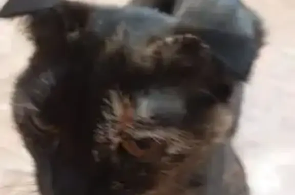 Пропала кошка, Мегион - photo