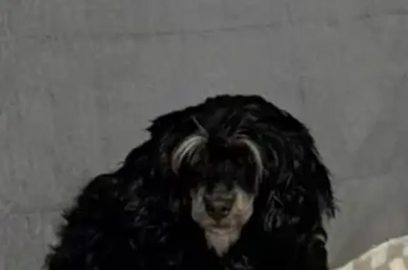 Пропала собака, Гатчина - photo