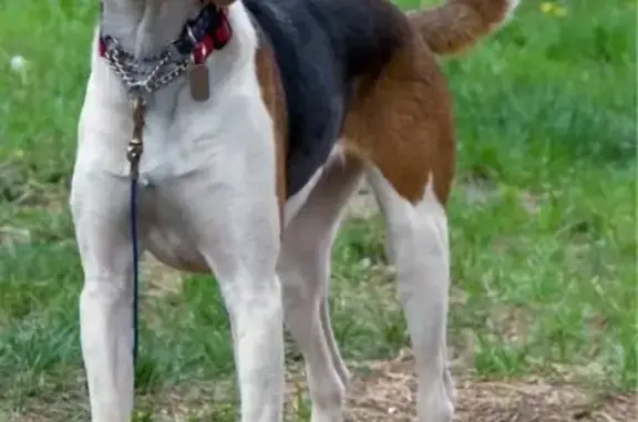 Найдена собака, Тюмень, фото: Собака на трассе Р-402, Тюмень