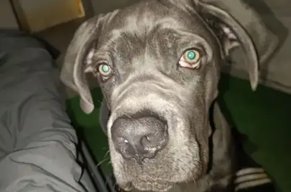 Пропала собака, Ильино - photo