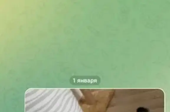 Пропала кошка, Коммунистическая 5/3 - photo