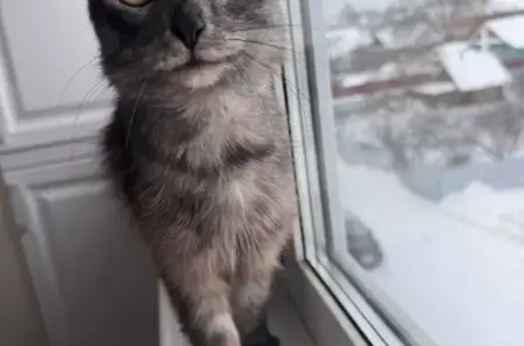 Найдена кошка, Медведево, фото: Кошка найдена: ул. Некрасова, Медведево