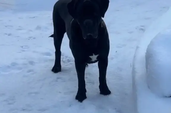 Найдена собака, Воронеж, фото: Собака найдена на Московском пр., 173, Воронеж