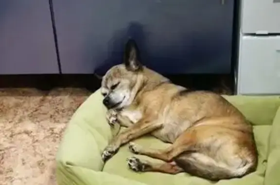 Пропала собака, Шахты - photo