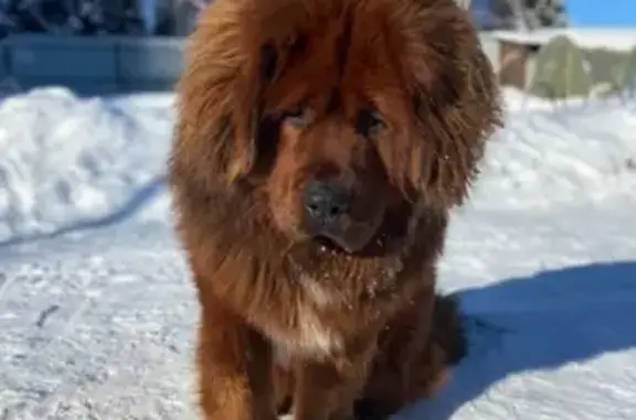 Пропала собака, Репино - photo