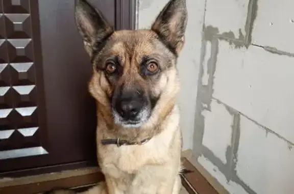 Пропала собака, Курбатиха - photo