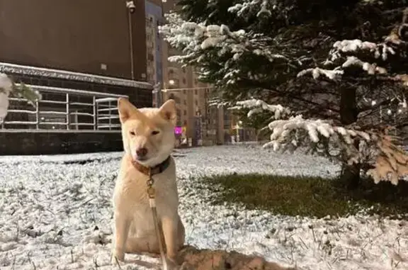 Пропала собака, Парголово - photo