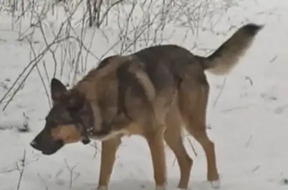 Пропала собака, Ильинское - photo