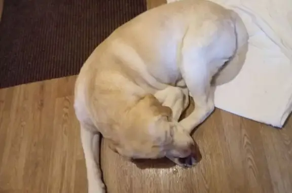 Лабрадор найден, ул. Чкалова 23, Ярославль - photo