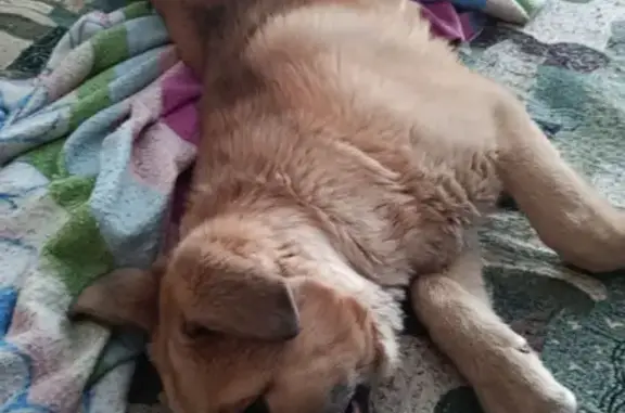 Найдена собака, Кондопога, фото: Щенок найден у дома 7а, пр. Калинина