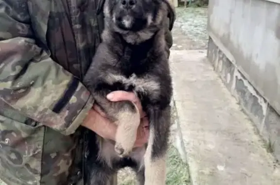 Пропала собака, посёлок Константиновка - photo