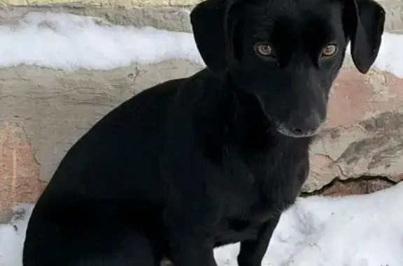 Найдена собака, Козельск, фото: Собака найдена у дома 32, Козельск.