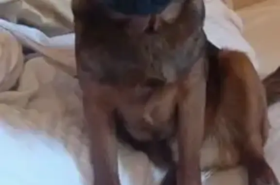 Пропала собака, Гатчина - photo