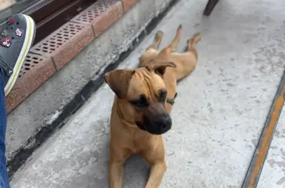 Собаки потеряшки, Ростов-на-Дону, фото: Потеряшка собака, Ростов-на-Дону