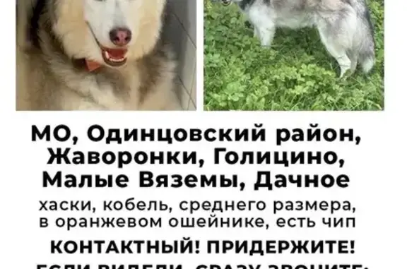 Пропала собака, Жаворонки - photo