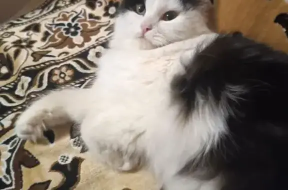 Найдена кошка, Ростов-на-Дону, фото: Кошка найдена: Каширская ул., 8/2, Ростов-на-Дону