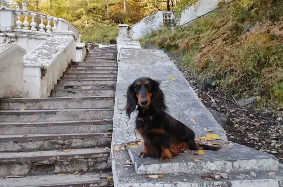 Пропала собака, Максимовщина - photo