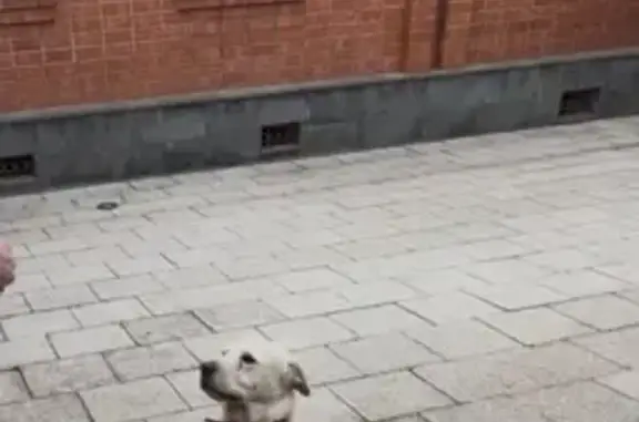 Пропал пёс Снежок в с. Фарн - photo