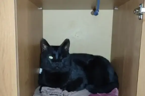 Пропала кошка, Невинномысск - photo