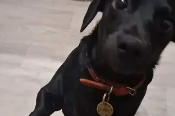 Пропала собака, Кимовск - photo