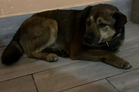 Найденные животные Новокузнецк, фото: Найдена крупная собака, ул. Тольятти 74