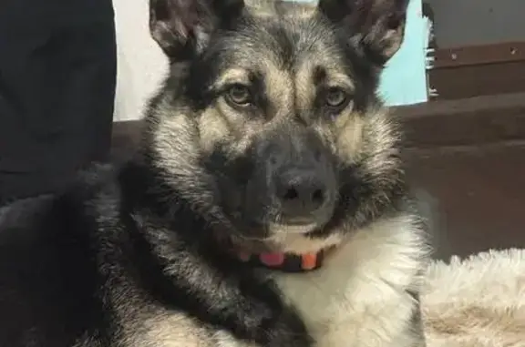 Пропала собака, Кострома - photo