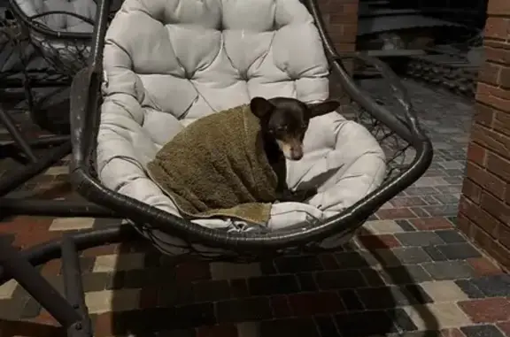 Пропала собака, Дмитровский городской округ - photo