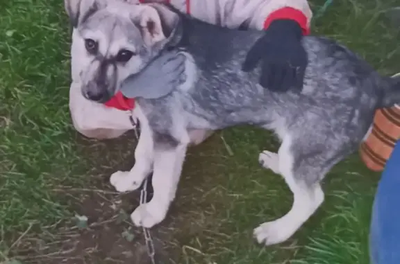 Пропала собака, Нижний Новгород - photo