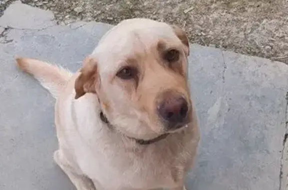 Собаки потеряшки, Веселое, фото: Потеряшка собака, Васильковый пер., 98, Весёлое