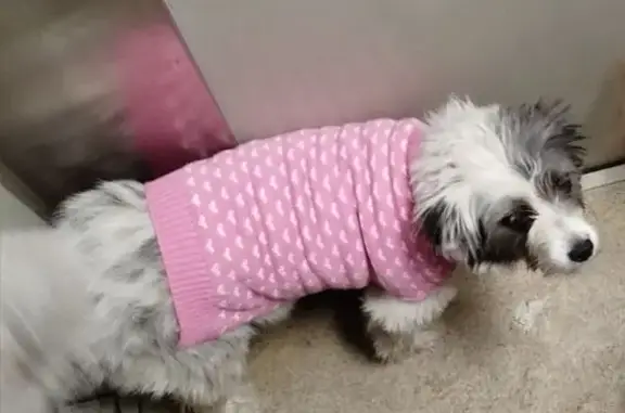 Пропала собака, пр. Вагоностроителей, 59 - photo