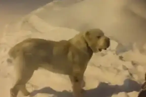 Собака найдена: Хвойная ул, 6, Каменск - photo