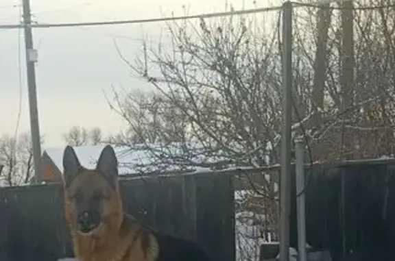 Объявления о пропавших и найденных животных, Копейск, фото: Пропала собака, ул. Куйбышева 32, Копейск