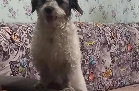 Пропала болонка, ул. Грибоедова 24, Гр. - photo