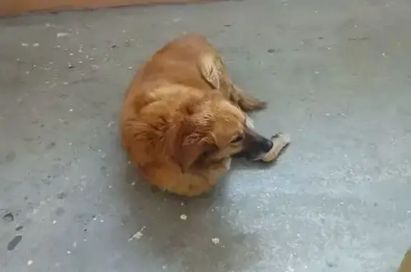 Найдена собака, Ростов-на-Дону, фото: Найдена рыжая собака, Лелюшенко, Ростов