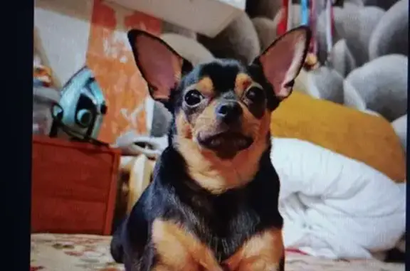 Пропала собака, Самара - photo