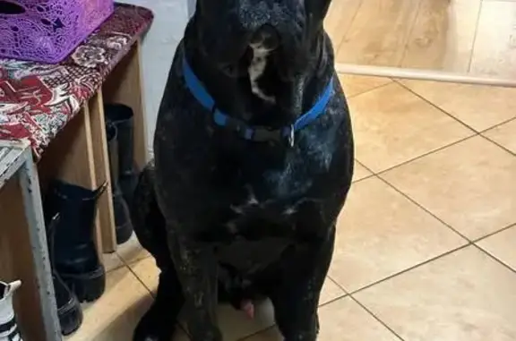 Пропала собака, Каштановка - photo