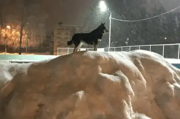 Пропала собака, Нижний Новгород - photo