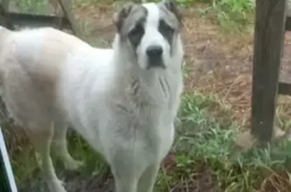 Пропала собака, Иваново - photo