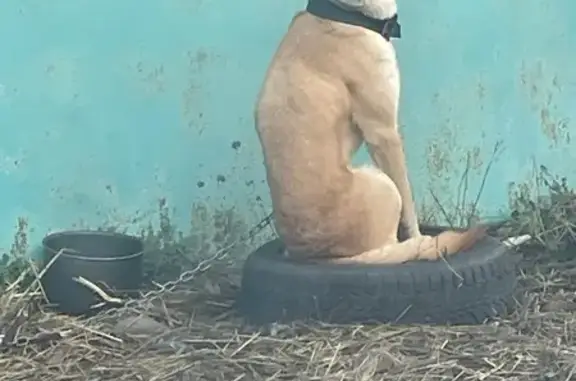 Пропала собака, Копейск, Челябинская обл. - photo