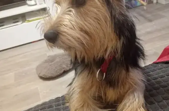 Пропала собака, Синьково - photo