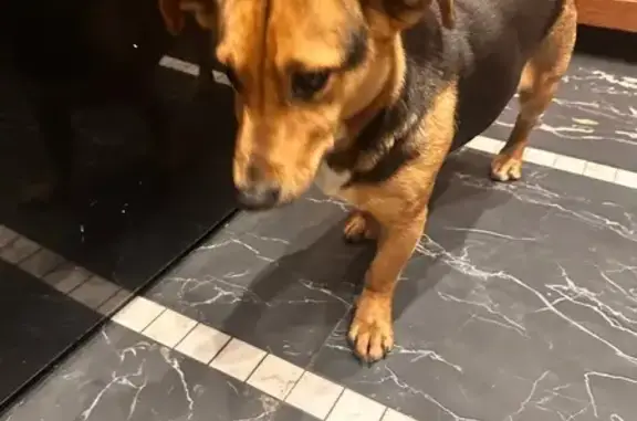 Найдена собака, Малое Исаково, фото: Собака найдена в Малое Исаково, Калининград