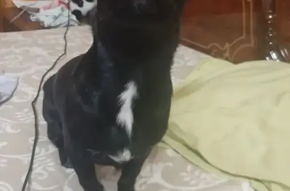 Пропала собака, ул. Гагарина 55, Советский - photo