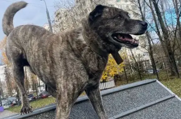 Пропала собака, Зеленоград - photo