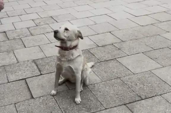 Пропал пёс Снежок, Фарн, Северная Осетия - photo