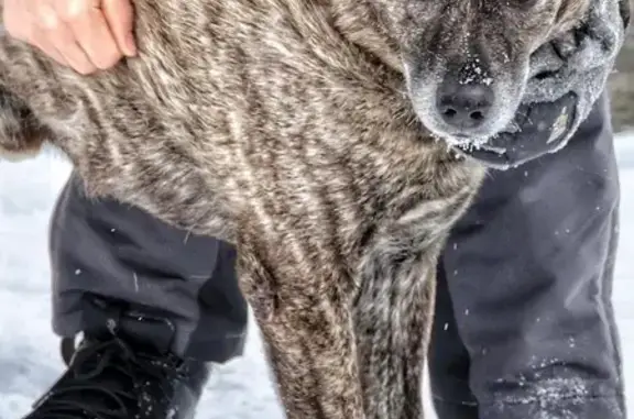 Пропала собака, Зеленоград - photo