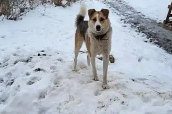 Пропала собака, Киришское - photo
