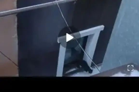 Найдена кошка, Нижний Новгород, фото: Кошка на Минина, 10В, Нижний Новгород