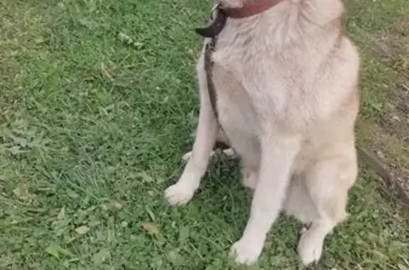 Пропала собака, Чернушка - photo