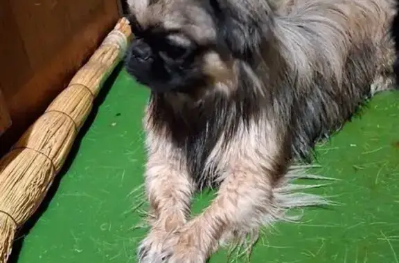 Найдена собака, Тула, фото: Собака найдена: Октябрьская ул., Тула