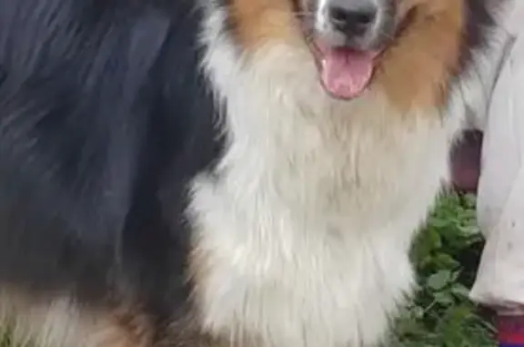 Пропала австралийская овчарка, Ляды - photo